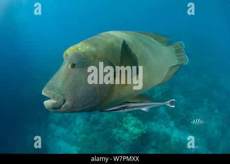 Mâle adulte, le Napoléon (Cheilinus undulatus) portrait, Grande Barrière de Corail, Queensland, Australie Banque D'Images