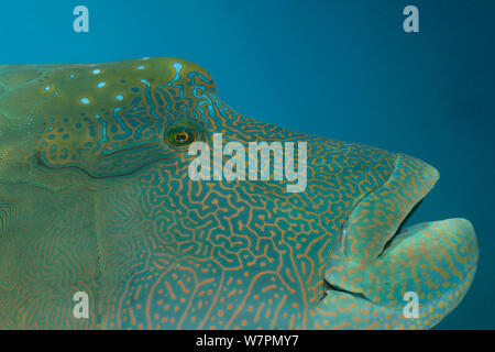 Mâle adulte, le Napoléon (Cheilinus undulatus) portrait, Grande Barrière de Corail, Queensland, Australie Banque D'Images