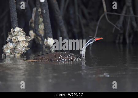 African Finfoot Podica senegalensis) (dans l'eau, la Gambie Banque D'Images