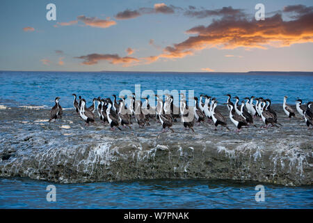 Shag impériale / Blue-eyed Cormoran (Phalacrocorax atriceps) au coucher du soleil, Puerto Piramides, Golfo Nuevo, Peninsula Valdes Site du patrimoine naturel mondial de l'UNESCO, Chubut, Patagonie, Argentine, Océan Atlantique, octobre Banque D'Images