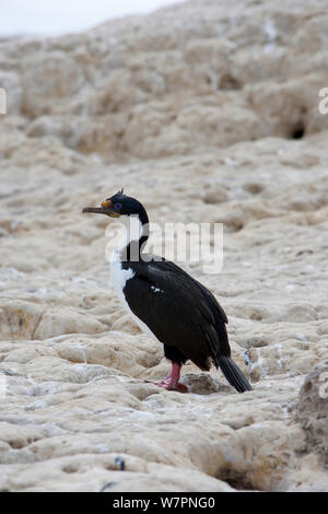 Shag impériale / Blue-eyed Cormoran (Phalacrocorax atriceps) Puerto Piramides, Golfo Nuevo, Peninsula Valdes Site du patrimoine naturel mondial de l'UNESCO, Chubut, Patagonie, Argentine, Océan Atlantique, octobre Banque D'Images