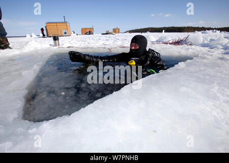 L'intérieur du plongeur maina (découpe d'entrée triangulaire) prêt à faire de la plongée sous les glaces du cercle arctique, centre de plongée, mer Blanche, la Carélie, dans le Nord de la Russie, avril 2009 Banque D'Images