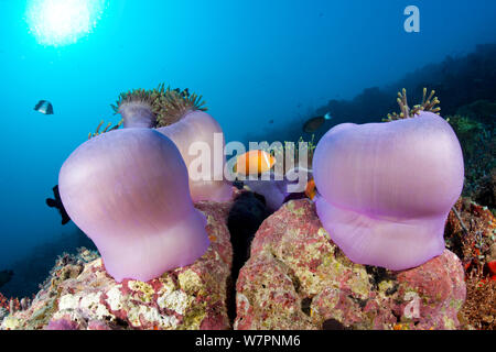 Anémone de mer magnifique (Heteractis magnifica) avec Blackfoot poisson clown (Amphiprion nigripes) Maldives, océan Indien Banque D'Images