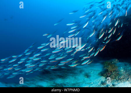 Banc de Blue-dash fusilier (Pterocaesio tile) Maldives, océan Indien Banque D'Images