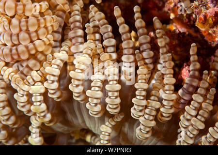 Détail de l'anémone de mer de perles (Heteractis aurora) Maldives, océan Indien Banque D'Images