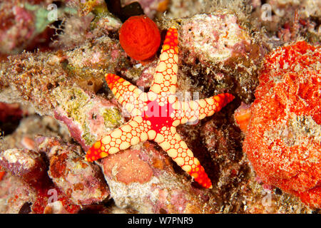 Collier étoile de mer (Fromia monilis) Maldives, océan Indien Banque D'Images