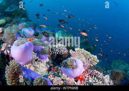 Les anémones de mer magnifique (Heteractis magnifica) avec Blackfoot poisson clown (Amphiprion nigripes) Maldives, océan Indien Banque D'Images