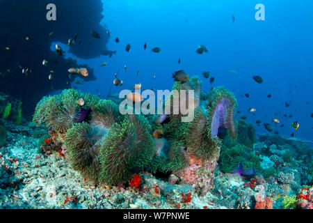Anémone de mer magnifique (Heteractis magnifica) avec Blackfoot poisson clown (Amphiprion nigripes) Maldives, océan Indien Banque D'Images