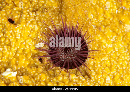 A l'aiguille Urchin (Echinostrepus aciculatus) Maldives, océan Indien Banque D'Images