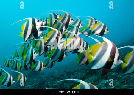 Banc de requins bannerfish (Heniochus acuminatus) Maldives, océan Indien Banque D'Images