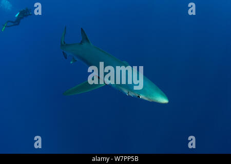 Plongeur avec requin bleu, Prionace glauca, île de Pico, Açores, Portugal, Océan Atlantique, juillet Banque D'Images