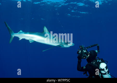 Scuba Diver photographing requin bleu (Prionace glauca) l'île de Pico, Açores, Portugal, Océan Atlantique, juillet Banque D'Images