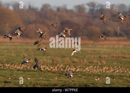 Canard siffleur (Anas penelope) troupeau prend son envol. Marais Buckenham ainsi que la RSPB, Norfolk, Angleterre, novembre. Banque D'Images