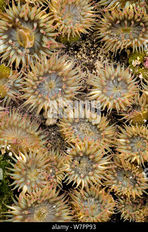 Anémone de mer vert géant (Anthopleura xanthogrammica) à marée basse extérieure. Olympic National Park, Washington, USA. Banque D'Images