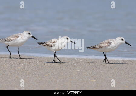 Les bécasseaux sanderling trois de suite la marche sur la plage Banque D'Images