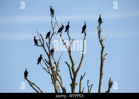 Groupe des grands cormorans (Phalacrocorax carbo sinensis) en plumage nuptial perché sur arbre mort, Niederhof, Allemagne, Mars Banque D'Images