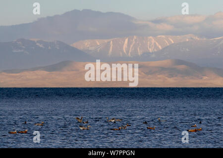 Bar dirigé oies (Anser indicus), tadorne casarca (Tadorna ferruginea) et nette rousse (Netta rufina) au coucher du soleil sur le lac sacré du lac Manasarovar, Tibet. Juin Banque D'Images