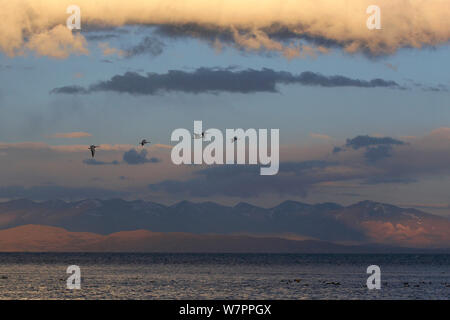 Bar dirigé oies (Anser indicus) en vol au coucher de soleil sur le lac sacré du lac Manasarovar (4,590m), Tibet, juin Banque D'Images