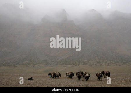 Yak domestique (Bos grunniens) et chien de mastiff tibétain dans une tempête de neige près de Chukku Gompa, Mont Kailash, au Tibet. Juin 2010 Banque D'Images