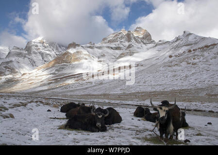 Yak domestique (Bos grunniens) Reposant par le Lha Tchou et le Kailas/Gangdise montagnes en arrière-plan, près de Dirapuk Gompa, Mont Kailash, au Tibet. Juin 2010 Banque D'Images