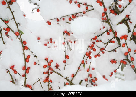 Cotonéaster (Cotoneaster) Red berries couverts dans la neige épaisse dans jardin, Wiltshire, Royaume-Uni, Janvier 2013 Banque D'Images