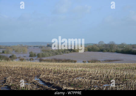 L'eau le maïs (Zea mays) Champ de chaumes et fortement inondé Curry Moor après des semaines de forte pluie, vu de l'Orient Lyng avec Curload village de l'arrière-plan, les niveaux de Somerset et de landes, au Royaume-Uni, en janvier 2013. Banque D'Images