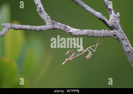 Coneghead mantis (larve) nettoyage elle-même, assis sur une branche Banque D'Images