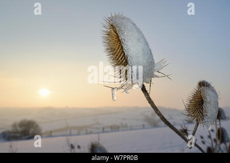 (Cardère commune Dipsacus fullonum) seedheads icy partiellement recouverts de neige fondue dans le coucher du soleil la lumière, Wiltshire, Royaume-Uni, Janvier 2013 Banque D'Images