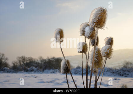 Commune de Seedheads cardère (Dipsacus fullonum) partiellement couverte de glace avec de la neige fondue, en bordure des pâturages dans le coucher du soleil la lumière, Wiltshire, Royaume-Uni, Janvier 2013 Banque D'Images