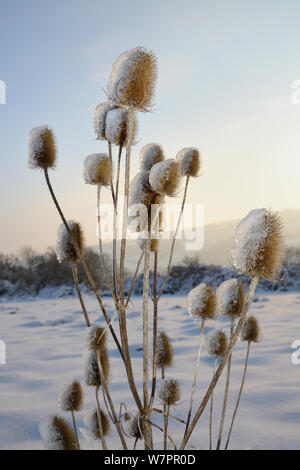 Commune de Seedheads cardère (Dipsacus fullonum) partiellement couverte de glace avec de la neige fondue, en bordure des pâturages dans le coucher du soleil la lumière, Wiltshire, Royaume-Uni, Janvier 2013 Banque D'Images