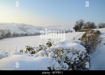 La neige a couvert la haie, le champ arable et la colline de pâturage en fin d'après-midi, lumière, Tadwick, baignoire et au nord-est du Somerset, Royaume-Uni, Janvier 2013 Banque D'Images