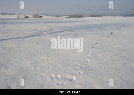 Des pistes d'animaux dans la neige - Le lièvre (Lepus europaeus), et red fox (Vulpes vulpes) , Vosges, France, janvier Banque D'Images