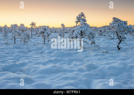 Enneigé des pins en tourbière, tôt le matin avant le lever du soleil après une forte chute de neige dans le Nord de l'Estonie en octobre. Banque D'Images