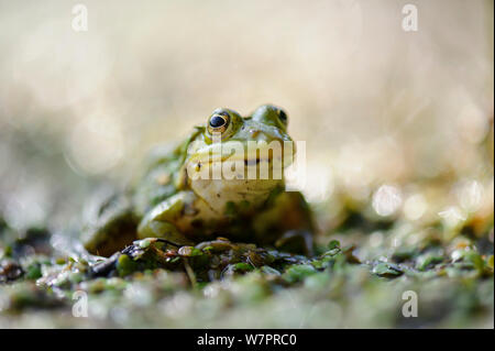 Comestibles européenne grenouille (Rana esculenta) portrait. Le sud de l'Estonie, août. Banque D'Images