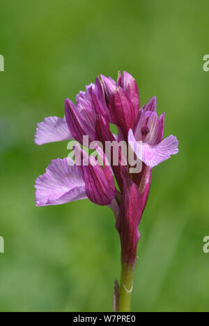 Papillon rose Orchid (Orchis papilionacea) Picos de Europa, l'Espagne, Juin Banque D'Images