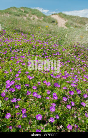 Géranium sanguin (Geranium sanguineum) floraison sur dunes de sable, le Gower, le Pays de Galles. Juillet Banque D'Images