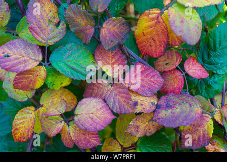 Automne feuilles de ronce (Rubus fruticosa) Hindringham, North Norfolk, Angleterre Banque D'Images