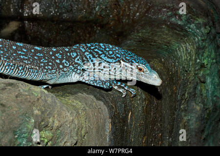 Blue Tree Monitor (Varanus macraei) à partir de la captivité de l'île, de l'Indonésie. Batanta Formulaire bleu découvert en 2001 Banque D'Images