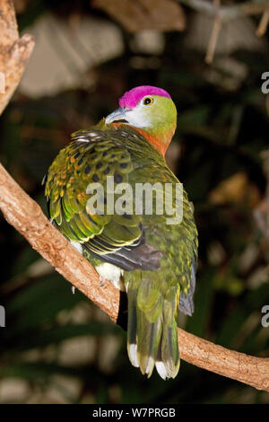 Superbe mâle (Ptilinopus superbus) venant de l'Asie du Sud Est et en Australie Banque D'Images