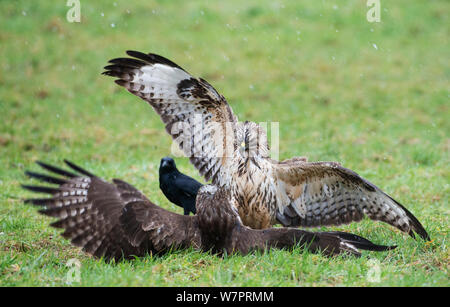 Deux buses variables (Buteo buteo) sur la lutte contre la faim , Dransfeld, Hannover, Allemagne, février Banque D'Images