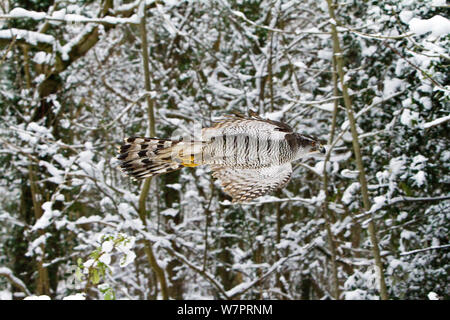 Autour des palombes (Accipiter gentilis) femelle adulte en vol des oiseaux forestiers enneigés, formés, Somerset, UK, Janvier Banque D'Images