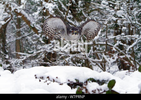 Autour des palombes (Accipiter gentilis) femelle adulte en vol des oiseaux forestiers enneigés, formés, Somerset, UK, Janvier Banque D'Images