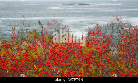 Ilex verticillata Houx verticillé (américain) et l'océan Atlantique, l'Acadia National Park, Maine. Novembre 2012. Banque D'Images