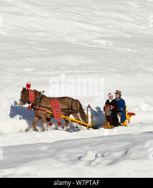Au cours de l'Assemblée Schlitteda, une tradition ancienne, les jeunes couples dur leur Franches-Montagnes (Freiberger) cheval dans la vallée de l'Engadine, dans les Grisons (Grisons), près de Saint-Moritz, en Suisse. Janvier 2013 Banque D'Images