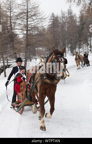 Au cours de l'Assemblée Schlitteda, une tradition ancienne, des couples dur leur Franches-Montagnes (Freiberger) cheval dans la vallée de l'Engadine, dans les Grisons (Grisons), près de Saint-Moritz, en Suisse. Janvier 2013 Banque D'Images