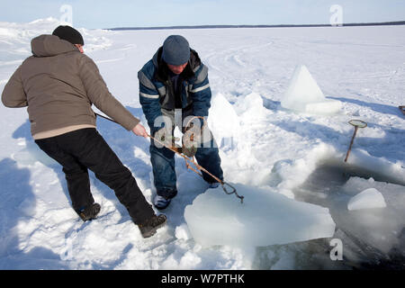 Le trou d'entrée de plongée (maina) a gelé la nuit et doit être coupé avec une scie et de blocs de glace retiré, cercle arctique, centre de plongée, mer Blanche, Carélie du nord de la Russie, Mars 2010 Banque D'Images