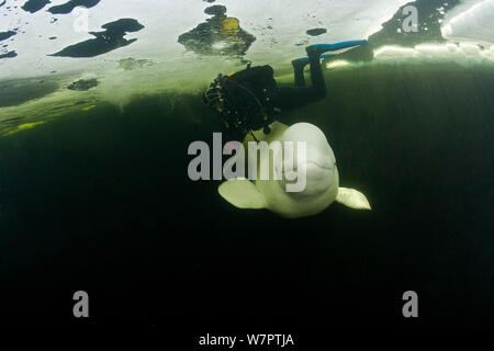 Béluga (Delphinapterus leucas) avec piscine de plongée sous glace, cercle arctique, centre de plongée, mer Blanche, la Carélie, dans le nord de la Russie Banque D'Images