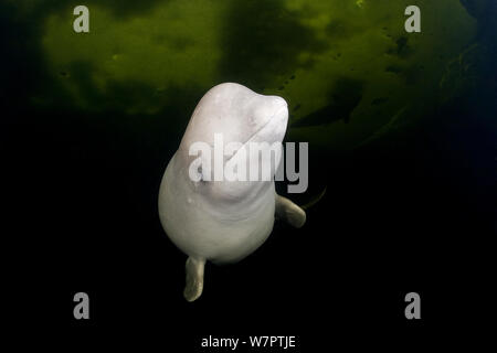 Béluga (Delphinapterus leucas) nager sous les glaces du cercle arctique, centre de plongée, mer Blanche, la Carélie, dans le nord de la Russie, captive Banque D'Images