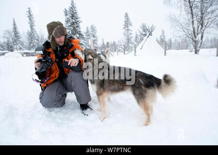 Par l'interaction avec Husky de Sibérie utilisé comme chien de traîneau à l'intérieur du Parc National de Riisitunturi, Laponie, Finlande Banque D'Images