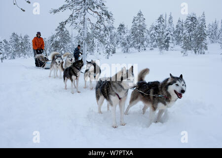 L'équipe de chien husky de Sibérie tirant à l'intérieur du Parc National de Riisitunturi traîneau, Laponie, Finlande Banque D'Images